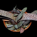 Gasteria doreeniae (Swart Waterpoort, South Africa) (available 8.5 and 10.5cm Ø)